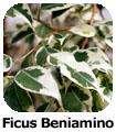 Ficus Beniamino